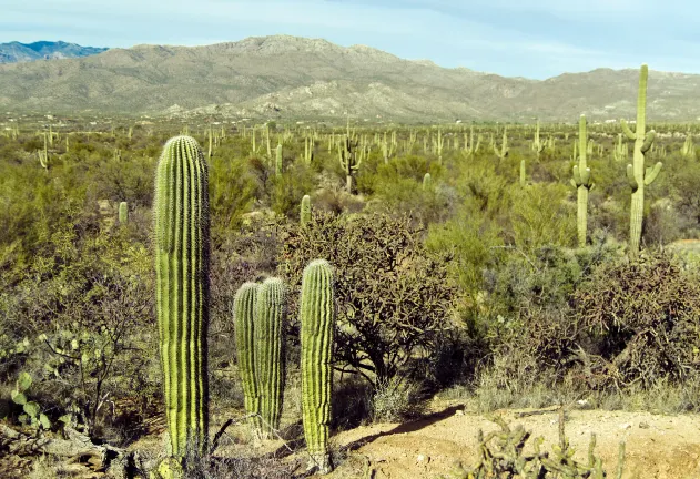 Pet friendly Hotels in Tucson
