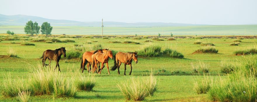 Xilamuren Prairie
