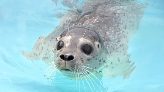 Otaru Aquarium