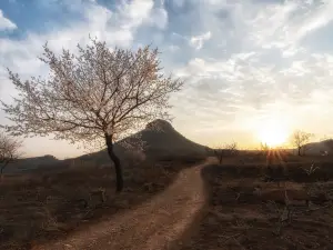 짜오좡의 인기 봄꽃 명소