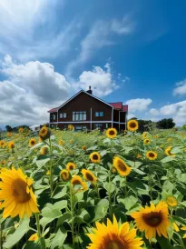 Shooting Star the Bed & Breakfast
