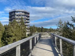 Pot med krošnjami Pohorje