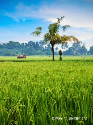 Hotel di Bali Yang Menyediakan Penjemputan Bandara