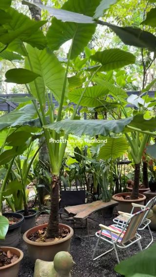 ในดงบอน คาเฟ่ พัทลุง คาเฟ่สไตล์บรรยากาศธรรมชาติ