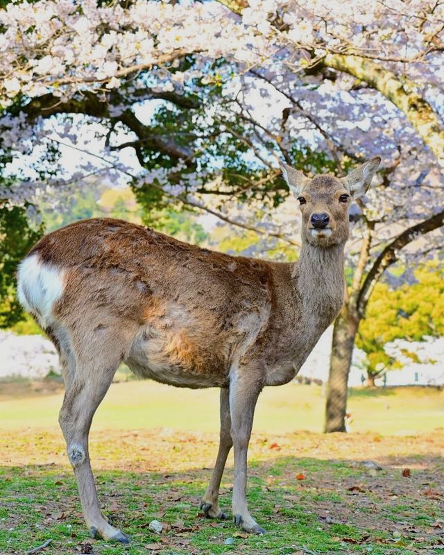 京都和奈良一日遊攻略，感受關西的獨特韻味