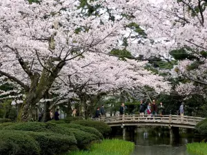 Popular Spring Outings in Kanazawa